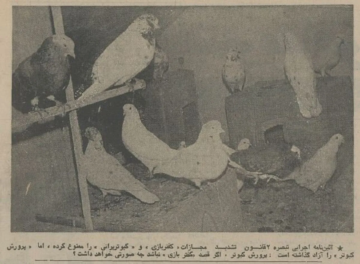 ۵۰ سال پیش؛ مصوبه کفتربازی در هیات دولت تصویب شد! (عکس)