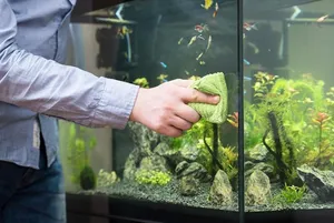 ماهی قرمز و آکواریوم؛ چگونه خطر سالمونلا را کم کنیم؟