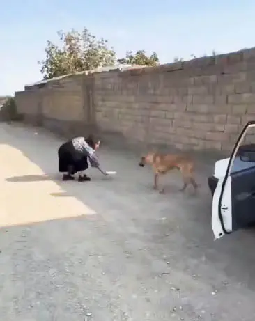 غذا دادن بلاگر زن به یک سگ غذا دادن بلاگر زن به یک سگ