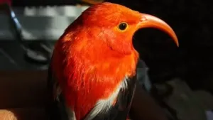 پرندگان جنگلی هاوایی شاخه های یکدیگر را می دزدند!