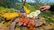 طرز تهیه گوشت باربیکیو دودی و خوشمزه