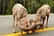 درگیری دیدنی ۲ قوچ وسط جاده