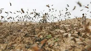 آلودگی ۱۱ هزار هکتار از مراتع خراسان جنوبی به آفت ملخ