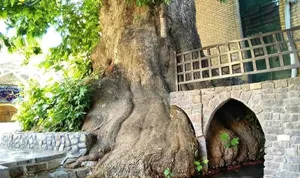 «چنار عباسعلی» درخت مشهور امامزاده صالح تجریش در دوره قاجار (عکس)