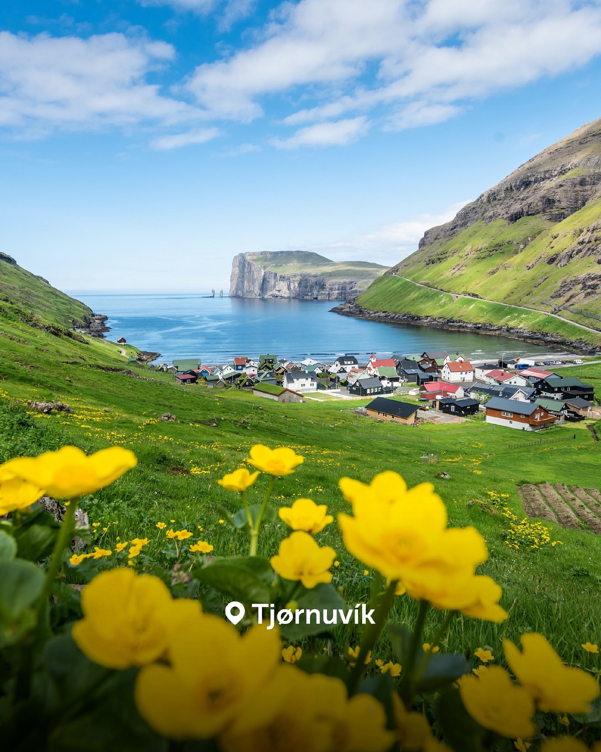 تیورنوویک در جزایر فارو