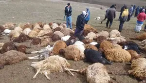 تلف شدن ۲۵۰ رأس گوسفند بر اثر صاعقه در زنجان
