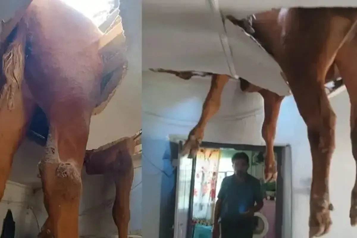 سقوط عجیب گاو نر به داخل خانه