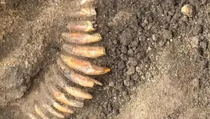 کشف گردنبند ۵۰۰۰ ساله ساخته‌شده از ۴۲ دندان در یک گور باستانی لهستان