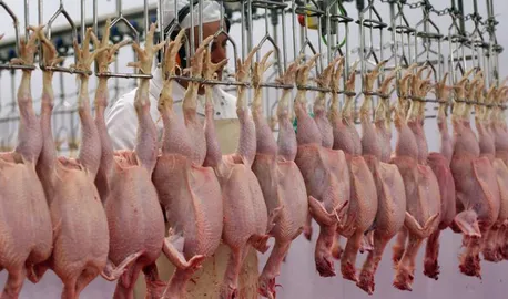 خرید مرغ مازاد مرغداران با قیمت 369 هزار تومان تصویب شد