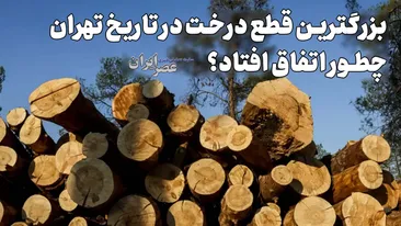 بزرگترین قطع درخت در تاریخ تهران چطور اتفاق افتاد؟ در حدود ۳ سال حدود ۳۰ هزار اصله درخت