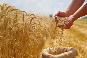 افزایش قیمت گندم در بازار جهانی