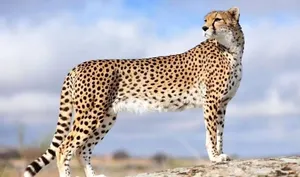 مشاهده پلنگ ایرانی در ارتفاعات رودبار