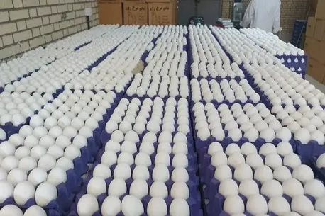 کمبودی در عرضه تخم‌مرغ وجود ندارد