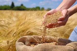 چرا قیمت گندم برای سال زراعی جدید اعلام نمی‌شود؟