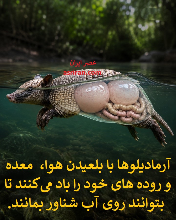شنا کردن آرمادیلوها؛ جلیقه نجات طبیعی در بدن جانور زره پوش شنا کردن آرمادیلوها؛ جلیقه نجات طبیعی در بدن جانور زره پوش