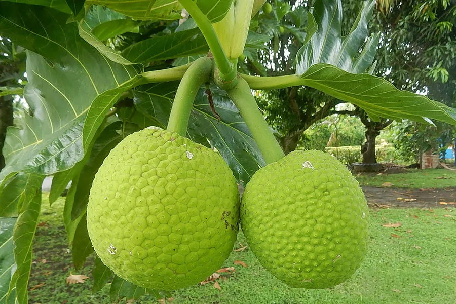 میوه