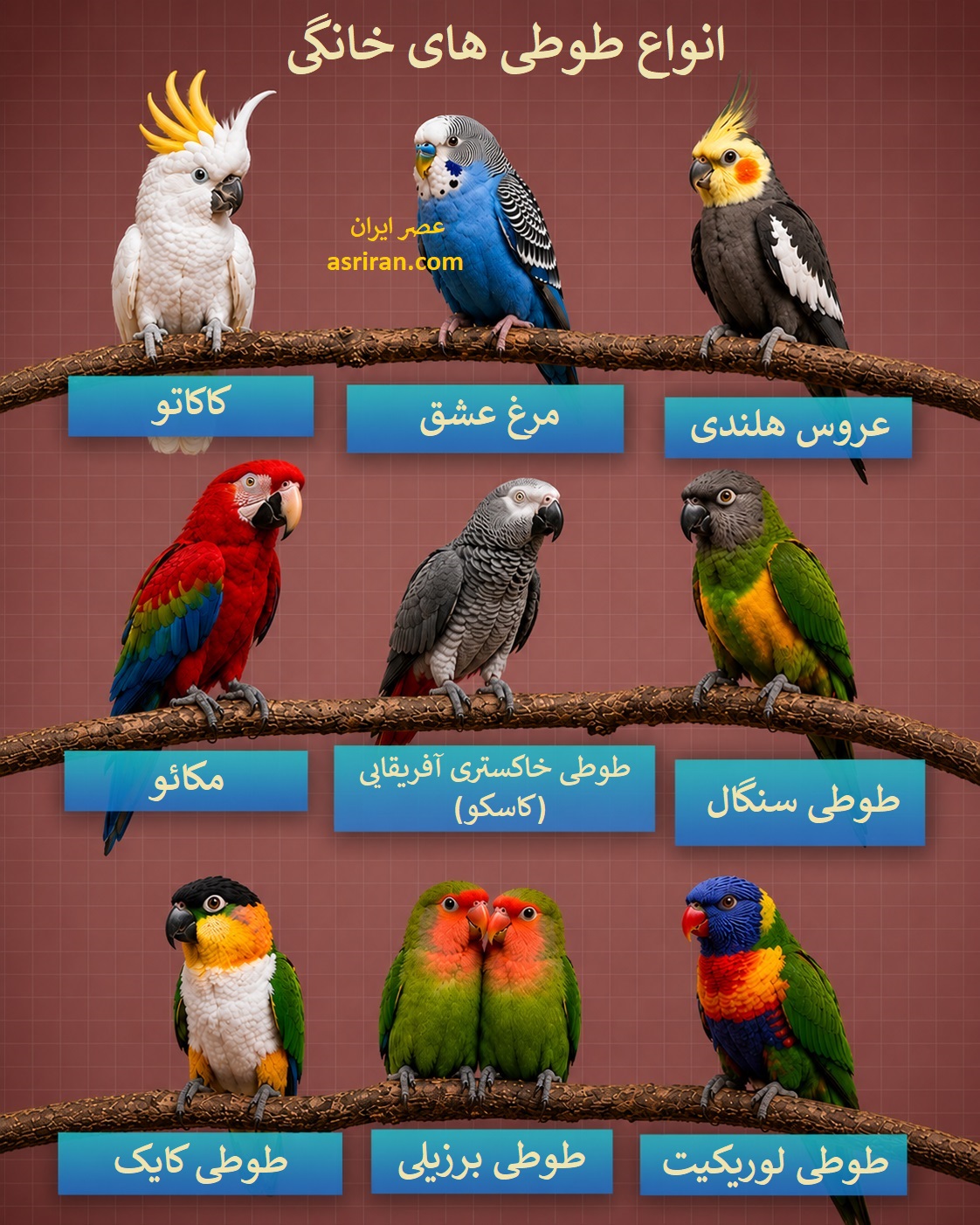 اینفوگرافیک انواع طوطی های خانگی اینفوگرافیک انواع طوطی های خانگی