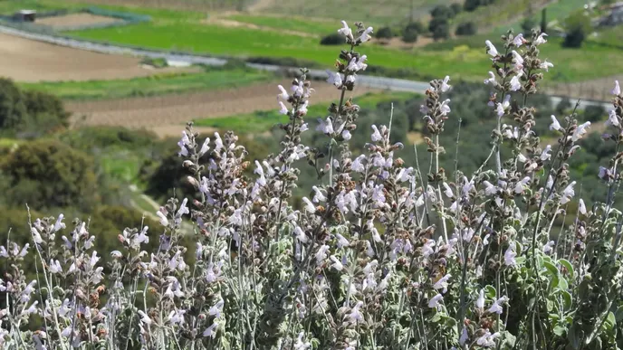 گیاهانی که از گرد و غبار هوا تغذیه می کنند