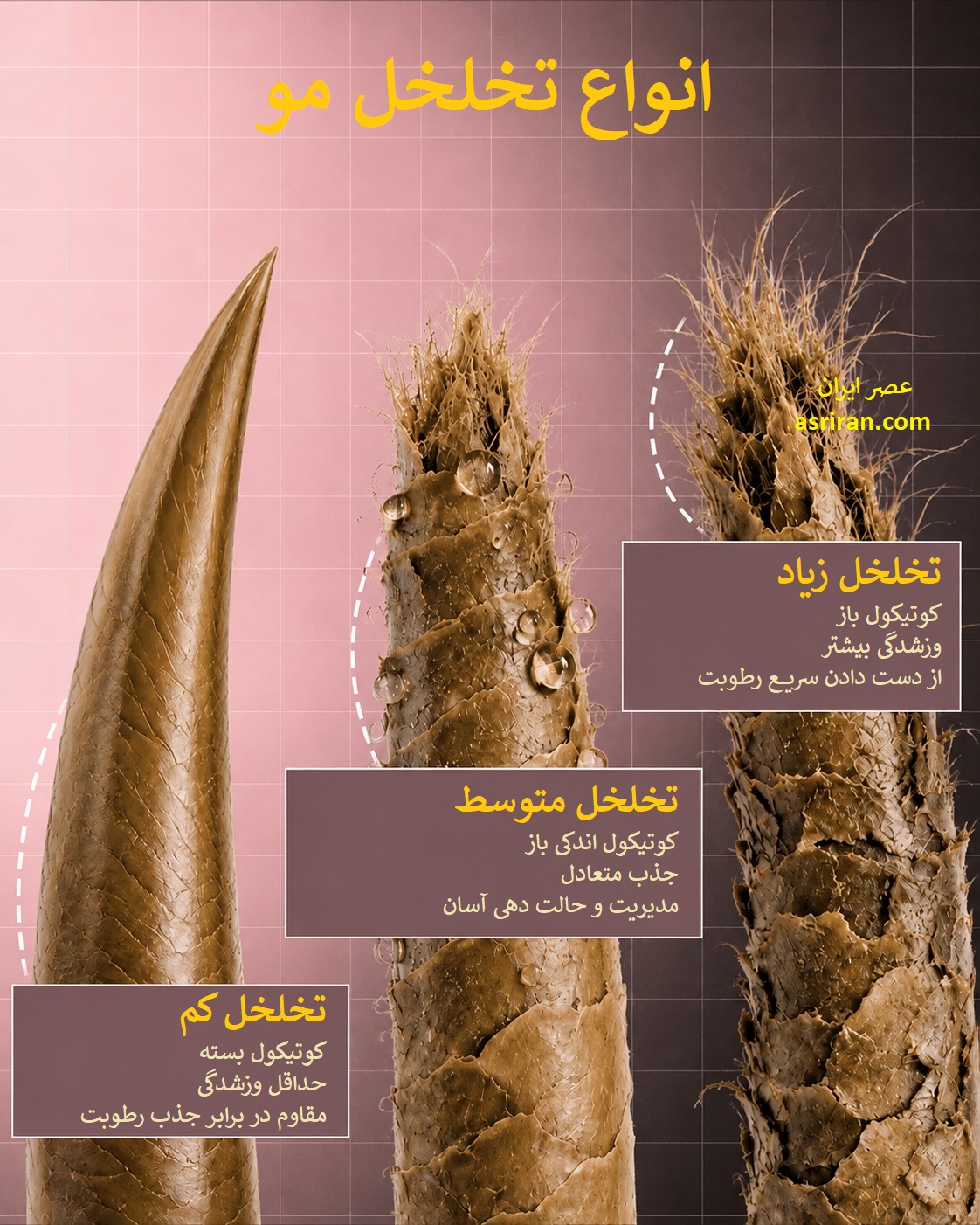 اینفوگرافیک تخلخل مو