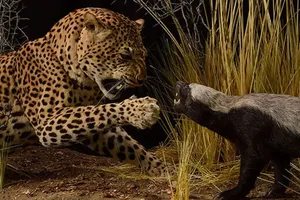 حمله جسورانه دو گورکن عسل‌خوار به پلنگ