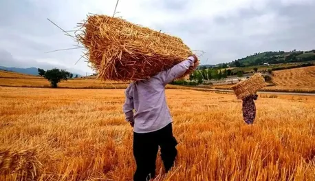 آغاز پرداخت پول گندمکاران تا دو روز آینده