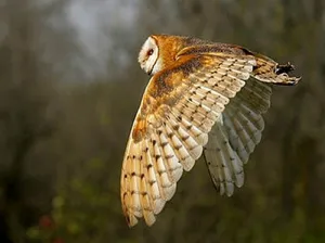 جغد طلایی در ایران (Strix butleri) به همراه بررسی خصوصیات (+عکس)