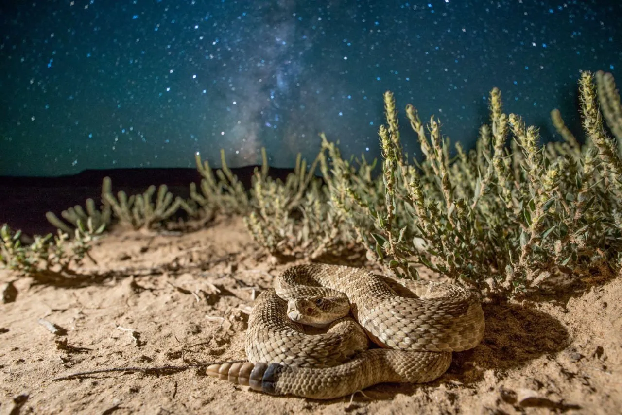 صبورترین شکارچی های دنیا؛ ساعت ها منتظر یک فرصت می مانند